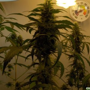 Indoor Grow