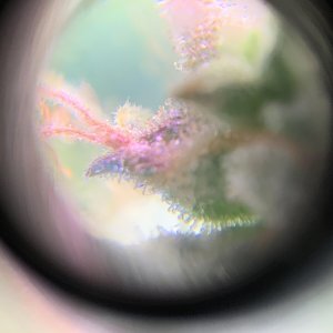 trichomes-bd.jpg