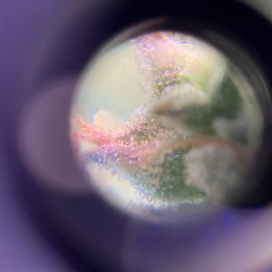 trichomes-bd3.jpg