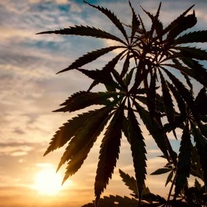 marijuana-plant-sunset.jpg