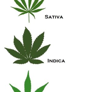 3-types-cannabis-strains-mod.jpg