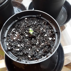 JackHerer_seedling.jpg