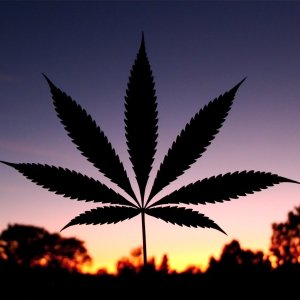 Cannabis Leaf Silhouette w_Orange Sunset Background.JPG