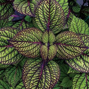 coleus.jpg