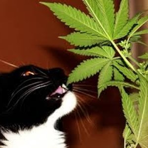 Cat-Eating-Weed.jpeg