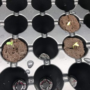 seedlings.jpg