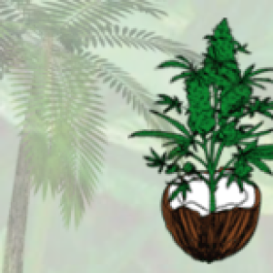 cocoforcannabislogo.png