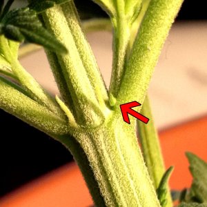 female-pre-flower-no-pistil-yet.jpg