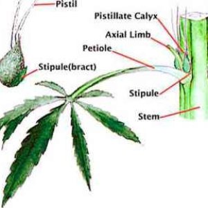 2525_6_224-male-cannabis-plant-parts.jpg