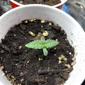 1815790_gods-green-crack-grow-journal-by-pearceys-plantscustomgods-green-crack_l.jpg