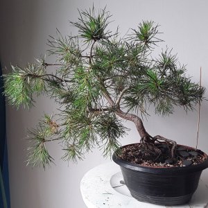 42yamadori.jpg