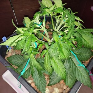 PL Veg - day 24 - LST.jpg