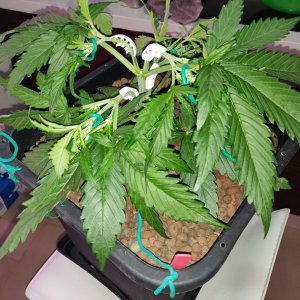 Z Veg - day 24 - LST.jpg