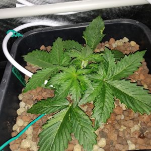 GG Veg - day 16 - Topped 2.jpg