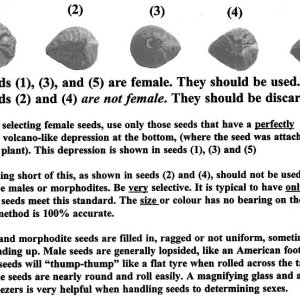 Identifying Female Cannabis Seeds.jpg