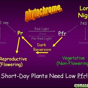 Phytochrome Short-Day Plant Response