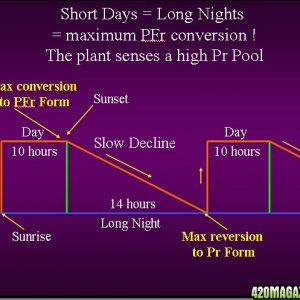 Phytochrome Short-Day Plant Response