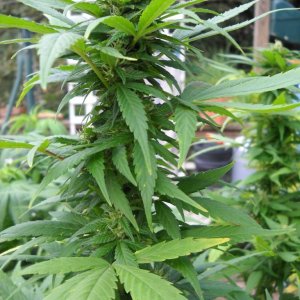 Woodsman Outdoors 9-5 Main_Cola_Bagweed_1A