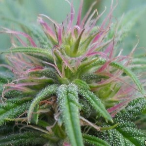 Woodsman Outdoors 9-5 Pink_Cola_of_Bagweed_2