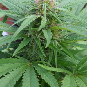 Woodsman Outdoors 9-5 Pink_Cola_of_Bagweed_2_3