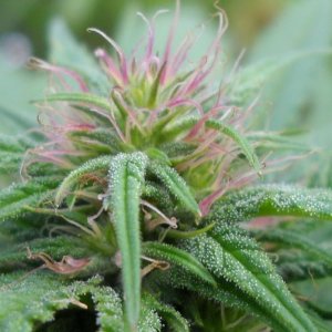 Woodsman Outdoors 9-5 Pink_Cola_of_Bagweed_2_4