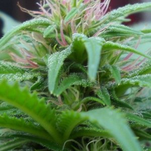 Woodsman Outdoors 9-5 Pink_Cola_of_Bagweed_2_5