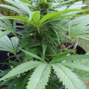 Woodsman Outdoors 9-5 Pink_Cola_of_Bagweed_2_6