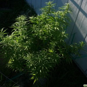 Sept_5th_Big_Plant1