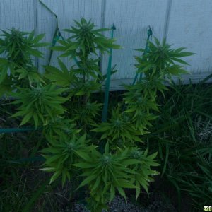 Sept_5th_Smaller_Seed_Plant