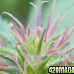 Woodsman Outdoors 9-5 Pink_Cola_of_Bagweed_2