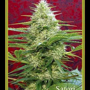 Mandala Seeds - Satori (Mostly Sativa)