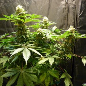 VK cross grow 09-06-10