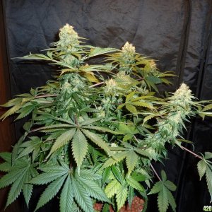 VK cross grow 09-06-10