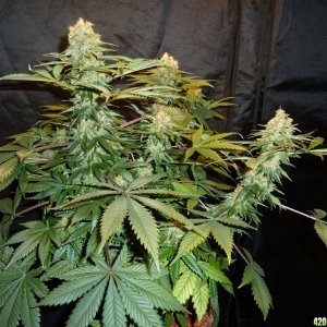 VK cross grow 09-06-10