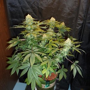 VK cross grow 09-06-10