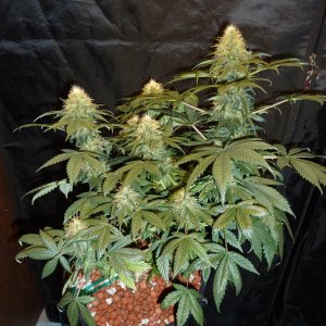 VK cross grow 09-06-10