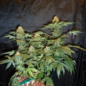 VK cross grow 09-06-10