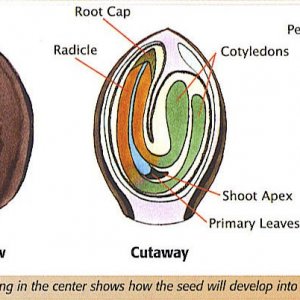 seed cutaway | 420 Magazine