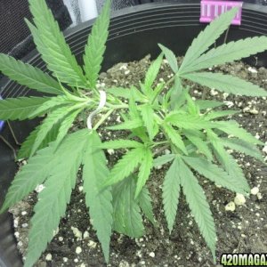 ak48 1st day LST