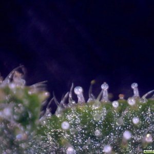 vk cross grow trichs 09-07-10