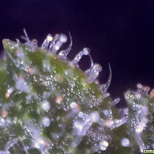 vk cross grow trichs 09-07-10