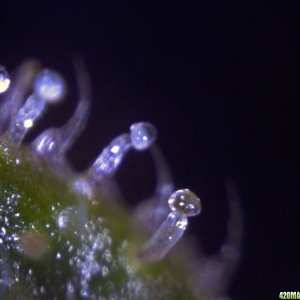 vk cross grow trichs 09-07-10