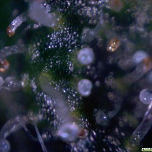 vk cross grow trichs 09-07-10