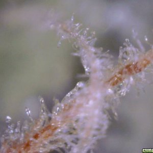 vk cross grow trichs 09-07-10