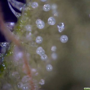 vk cross grow trichs 09-07-10