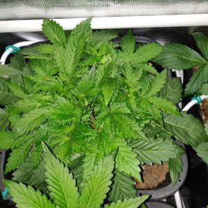 GG day 20 - Veg.jpg