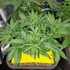 SD day 27 - Veg.jpg