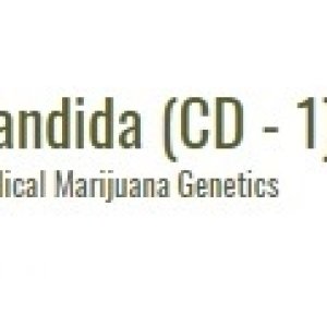 Candida01.jpg