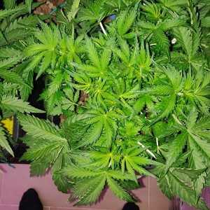 GG day 26 - Veg 1.jpg