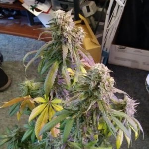 indica harvest1.jpg